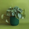 Jungle Club Monroe Planter - Rainforest^ Home + Décor